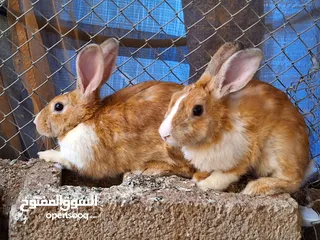  2 زوج أرانب  للبيع