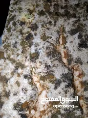 10 شوف شوف شوف شوفي حبيباتي شوفوا حجر الألماس الأصل من اراظي تركيا الحجر معا شهادة مئه على مئه