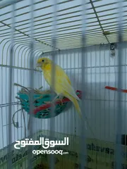  3 انثى كنار جاهزه فل لفل معبيه وعلى لفحل دغري للبيع ب 10