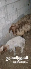  2 نعجه بصلاة عل نبي معها عبور
