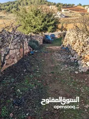  21 مزرعه مثمرهه فواكه مشكله مردود سنوي من 8 إلى 12 الف