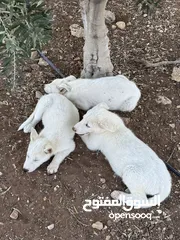  4 كلاب هاسكي للبيع ذكر وانثى