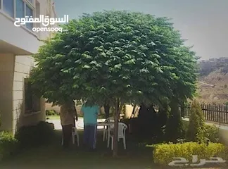  4 شجر المضليه