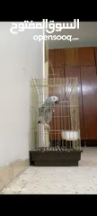  2 ببغاء كاسكو متكلم بحكي اكثر من 30 كلمه