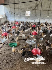  3 دجاج عماني