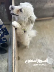 2 كلب لطيف للبيع بسعر ممتاز