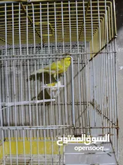  5 طيور كنار.