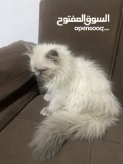  3 هملايا عمر 3 اشهر