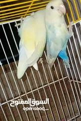  3 موجود جوز روز شغلات أقراء وصف