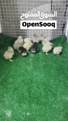  2 فروخ الكوشن العملاق