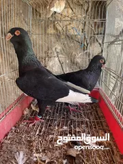 2 جواز حمام للبيع كوم