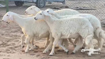  4 اضاحي حري خروف