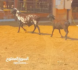  4 بيرشن كبش وحمله بكر