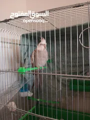  1 كوكتيل وايت فيس
