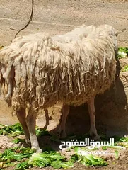 4 فحل خاروف العساف الفلسطيني