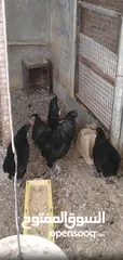  3 طقم دجاج لامبرجيني شغال