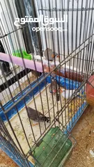  2 طيور جنة للبيع