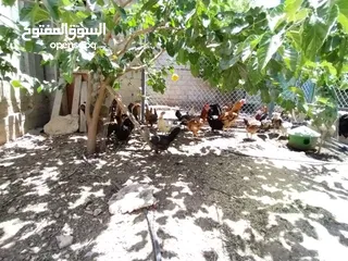  4 دجاج بلدي بياض