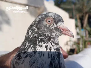  7 Pakistani pigeons highflyers