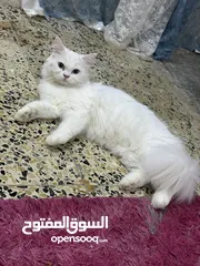  2 قطط نثيه وفحل