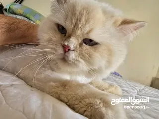  4 Cats for Adoption