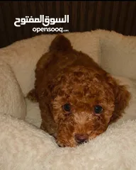  23 Toy poodle puppies PREMIUM