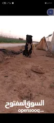  2 كلب شرس دم حامي. للبيع او للبدل
