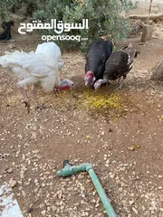  2 حبش ودجاج للبيع
