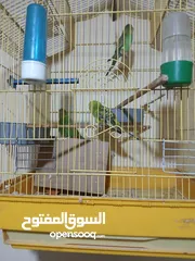  4 جوز طيور حب للبيع