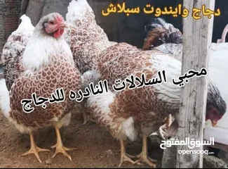  6 بيض مخصب و صيصان لسلالات دجاج نادره على مستوى العالم