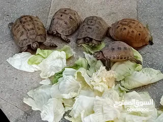  1 خمس سلاحف للبيع