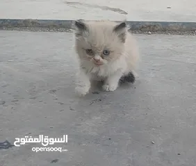  5 ذكر‎ راغدول عمر شهرين