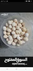  1 بيض بلدي للبيع