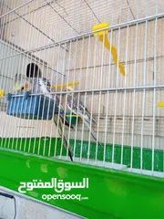  3 ببغاء كوكتيل ذكر وانثى مع قفص كبير