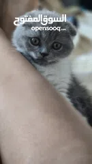  12 Scottish fold female kitten  3 month old