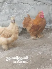  4 دجاج كوجن للبيع دجاج كرك