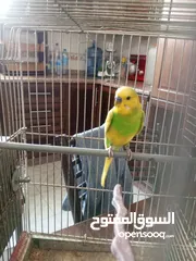  9 طيور حب للبيع