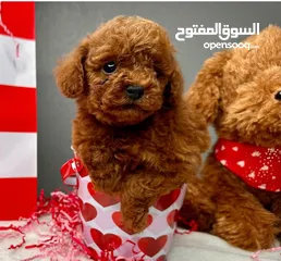  5 ADORABLE RED TOY POODLE PURE BREED HOME RAISED  HEALTHY PUPPIES