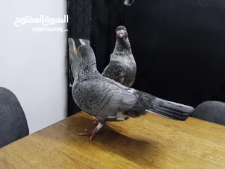  8 جوز قراقطه للبيع معهم فرخ