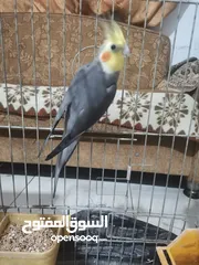  4 جوز كوكتيل شغالات بالصلاة على النبي مطلوب فيهم 40