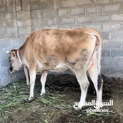  2 للبيع بقره جيرسي