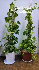  3 Money plants for sale in Abuhalifa