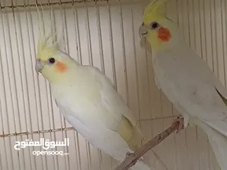  4 Title: "Ready-to-Breed Untamed Cockatiels " "كوكاتيل جاهز للتكاثر "