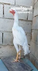  9 صيصان وديوك باكستاني