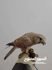  1 للبيع طير باشق