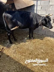  4 بقره نمساوي اصل تحلب وهاديه جدا وصخلات