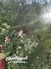  6 للبيع بيت مع أرض في منطقة إيدون – إربد
