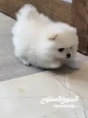  1 كلب بومرنيان