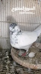  6 حمام باكستاني Pakistani pigeons