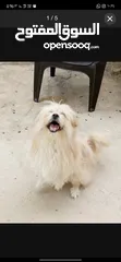  2 كلب ذكر اليف